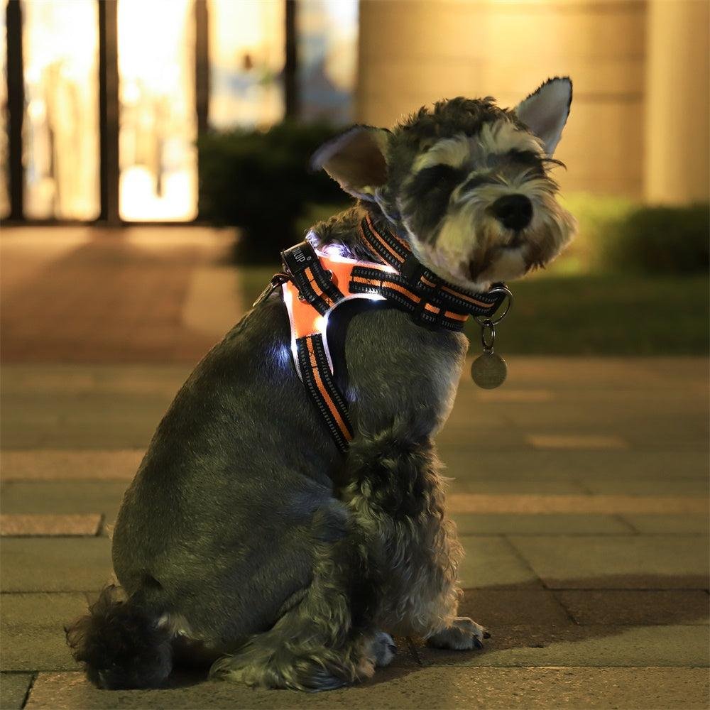 Luminous Canine Collar - Image 3
