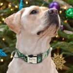 Reflective Wave Point Dog Collar: High Visibility Adjustable